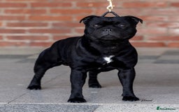 Staffordshire Bull Terrier dogs for sale: ULTIMATE VALGO BREEDING, WAITING LIST NOW OPEN  - Image 2