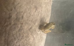 Frog reptiles for sale: Frog for sale  - Image 1