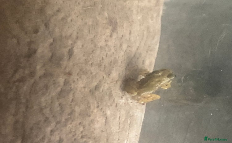 Frog reptiles - Advert 1