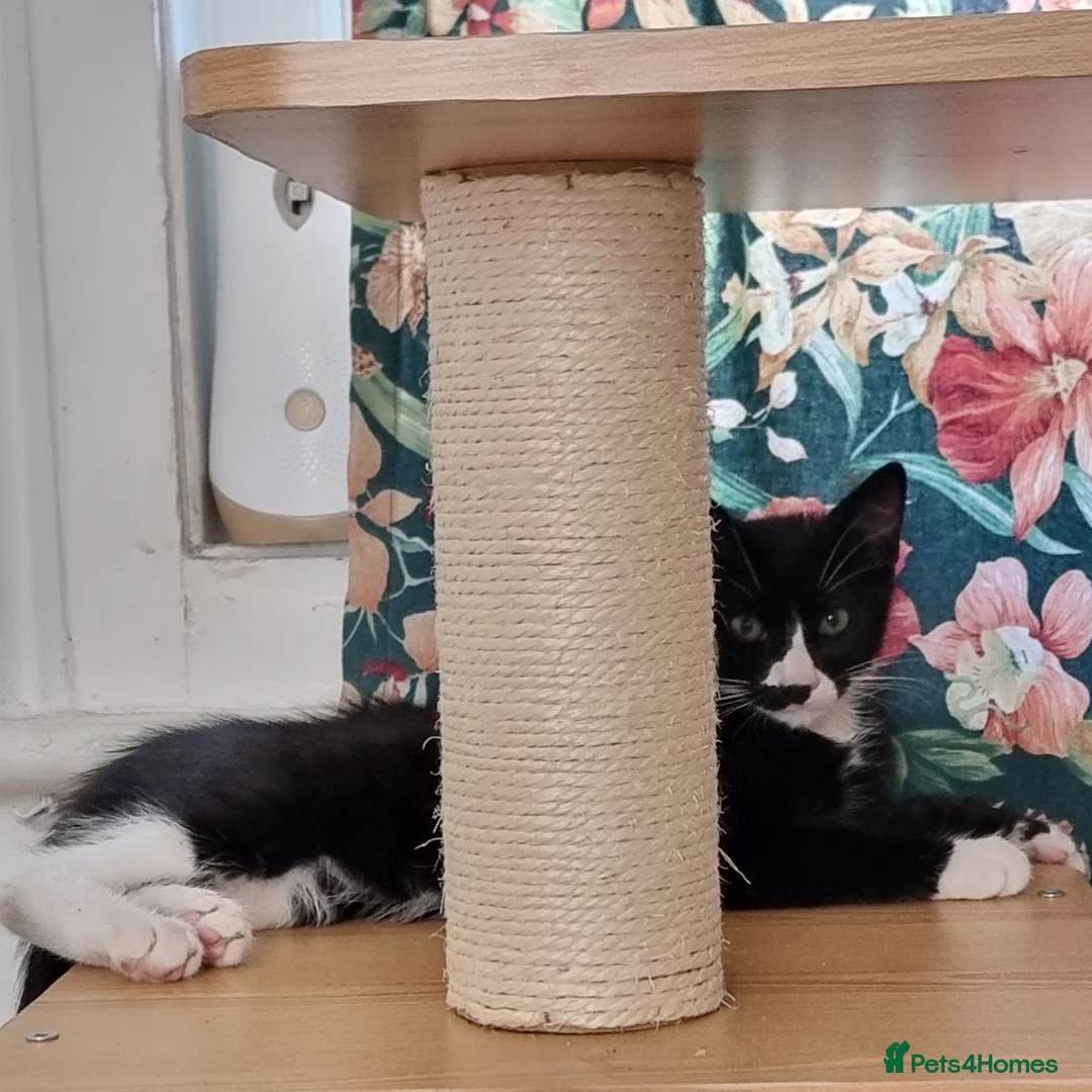 Domestic Shorthair cats for sale: Black and Tuxedo Kittens in London - Advert 12