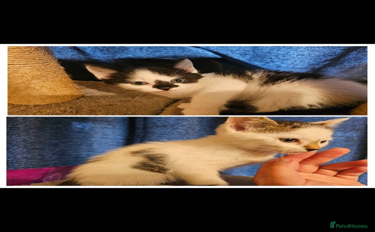 Mixed Breed cats - Advert 8