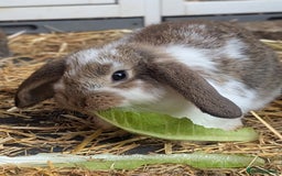 Mixed Breed rabbits for sale: 5 baby rabbits - Image 5