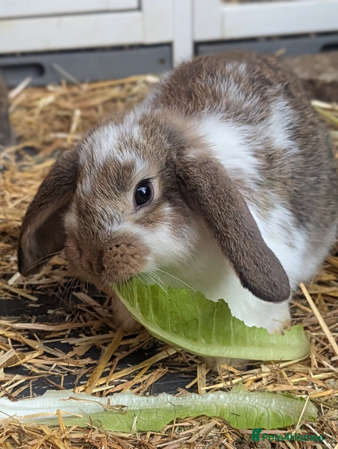 Mixed Breed rabbits for sale: 5 baby rabbits - Image 5