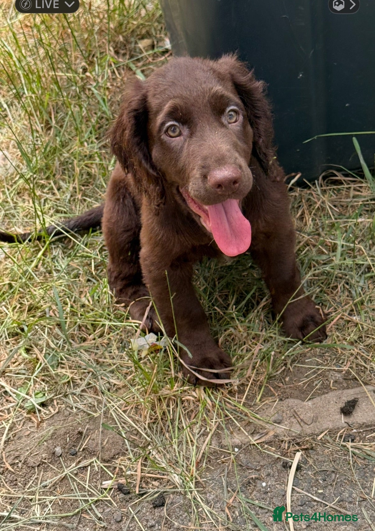 Cocker Spaniel dogs 3 stunning chocolate cocker spaniels these £1000 - Advert 2