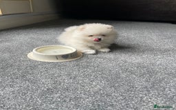 Pomeranian dogs for sale: ✨ 3 White Pomeranian Puppies – CHAMPION BLOODLINE✨ - Image 6