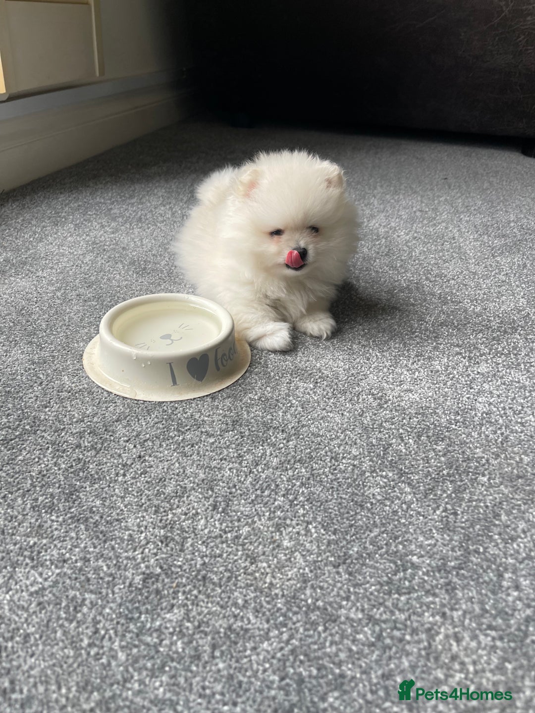 Pomeranian dogs for sale: ✨ 3 White Pomeranian Puppies – CHAMPION BLOODLINE✨ - Image 6