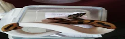 Python Snake reptiles for sale: Cb royal pythons  - Advert 23