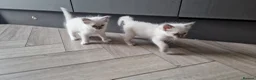 Ragdoll cats for sale: 3 blue point ragdoll kittens for sale - Advert 8