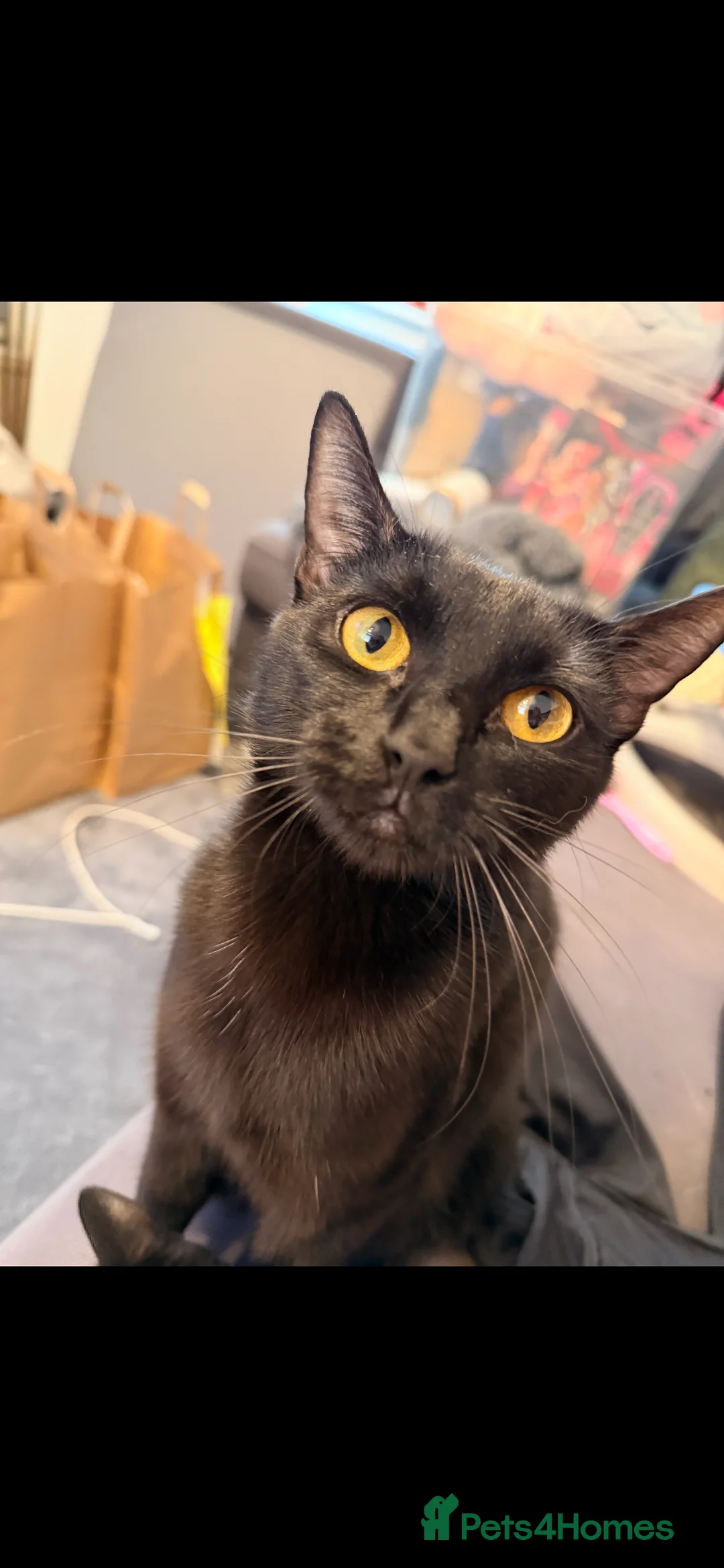 Mixed Breed cats for sale:  litter of 7 kittens looking for loving homes - Advert 2