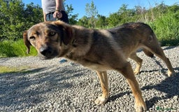 Mixed Breed dogs for adoption: Ozzy - Norwich Norfolk  - Image 2