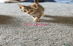 Savannah cats for sale: KIWANGA PEDIGREE F3 SAVANNAH KITTENS  - Image 30