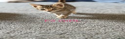 Savannah cats for sale: KIWANGA PEDIGREE F3 SAVANNAH KITTENS - Advert 30