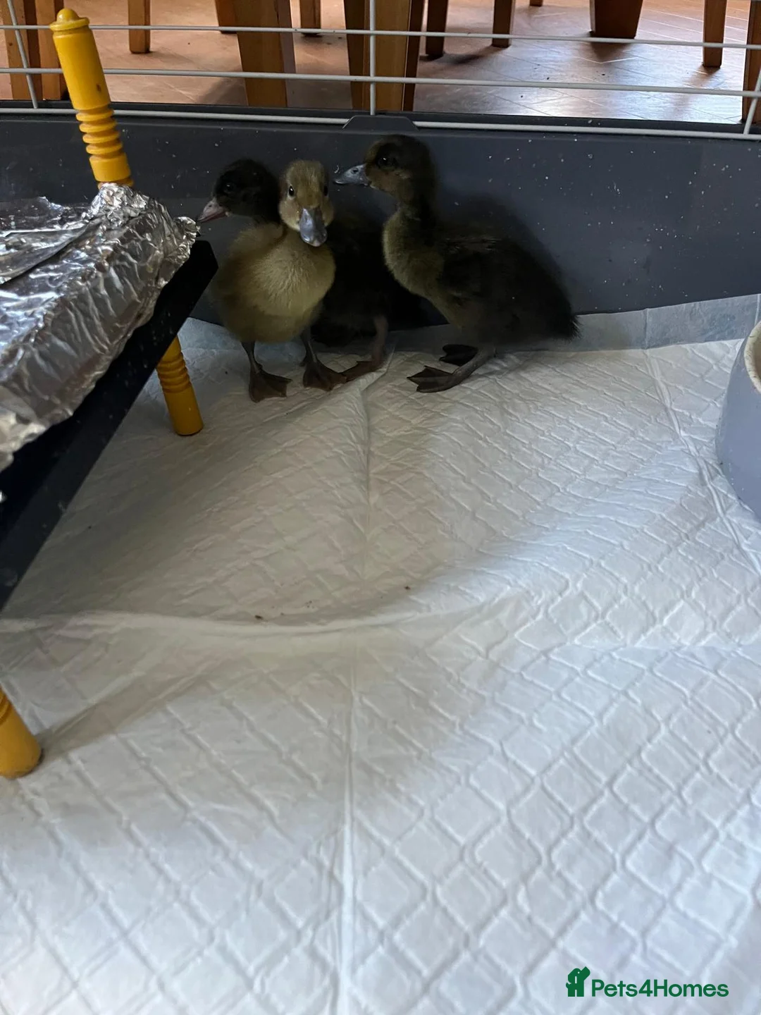 Ducks poultry for sale: 3 female Indian runner x harlequin ducklins in Caerphilly - Advert 3