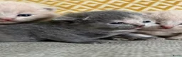 British Shorthair cats for sale: British shorthair kittens.  - Advert 4