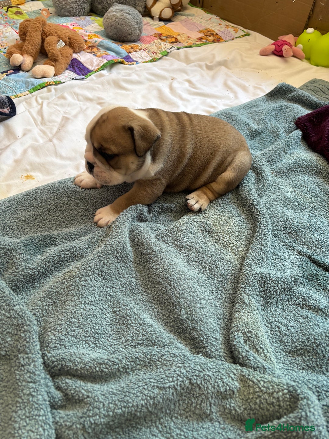 English Bulldog dogs for sale: 4 KC English Bulldog Puppies  - Image 26