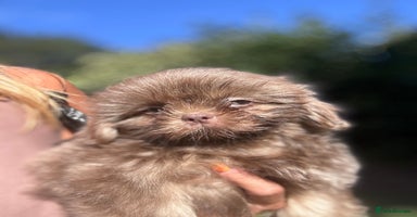 Shih Tzu dogs - Advert 8