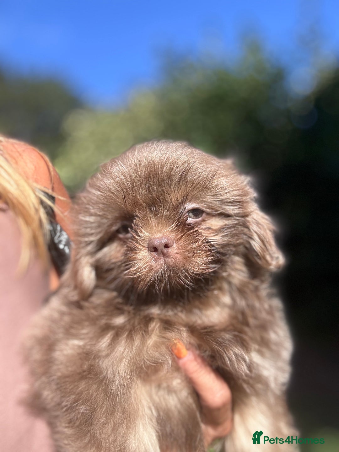 Shih Tzu dogs for sale: Shihtzus lilacs 5* KC REGISTERED - Image 2