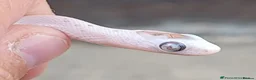 Corn Snake reptiles for sale: 2026 corn snakes - Advert 9