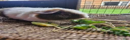 Guinea Pig rodents for sale: Pure bred Teddies both boys - Advert 6