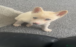 Siberian Husky dogs for sale: Puppy for sale bradford - Image 11