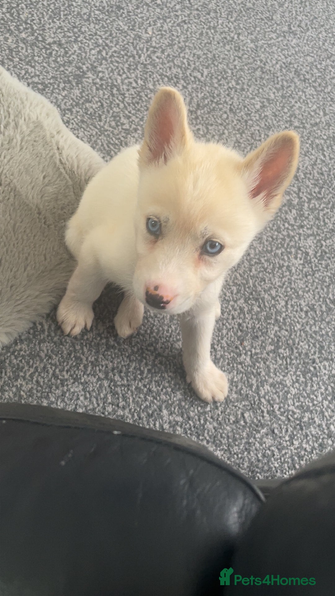 Siberian Husky dogs for sale: Puppy for sale bradford - Image 11