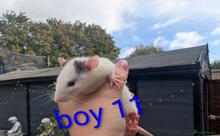 Rat rodents - Advert 1