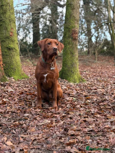 Gallery Image {{count}}