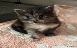 Maine Coon cats for sale: Beautiful RARE coloured Maine Coons - Image 29
