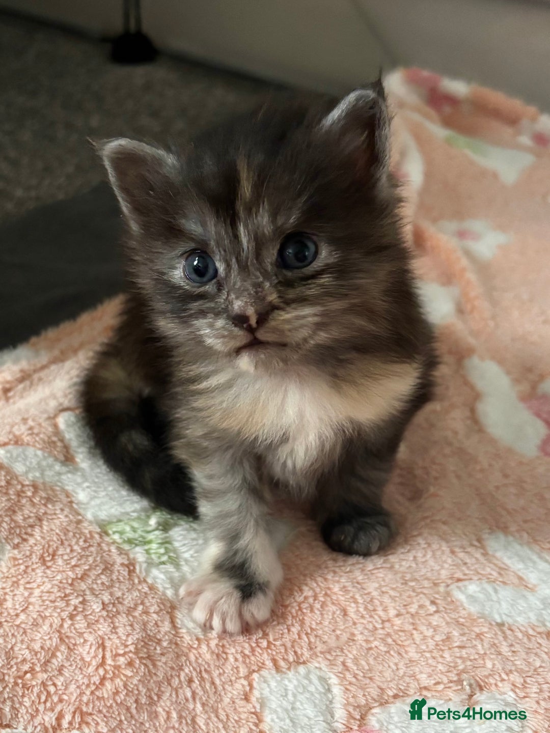 Maine Coon cats for sale: Beautiful RARE coloured Maine Coons - Image 29