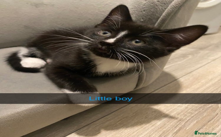 Mixed Breed cats - Advert 7