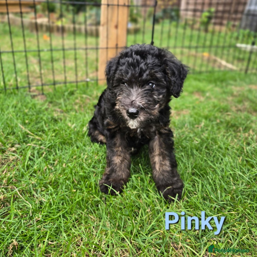 Mixed Breed dogs for sale: Fox Terrier × Australian Labradoodle Pups Sale - Image 5