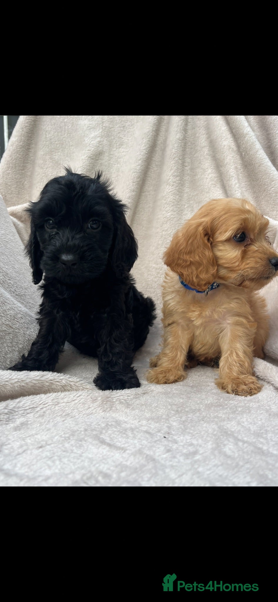 Cockapoo dogs Beautiful Cockapoo puppies  - Advert 2