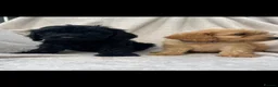 Cockapoo dogs for sale: Beautiful Cockapoo puppies  - Advert 6