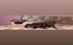 Pug dogs for sale: Two adorable pug  - Image 2