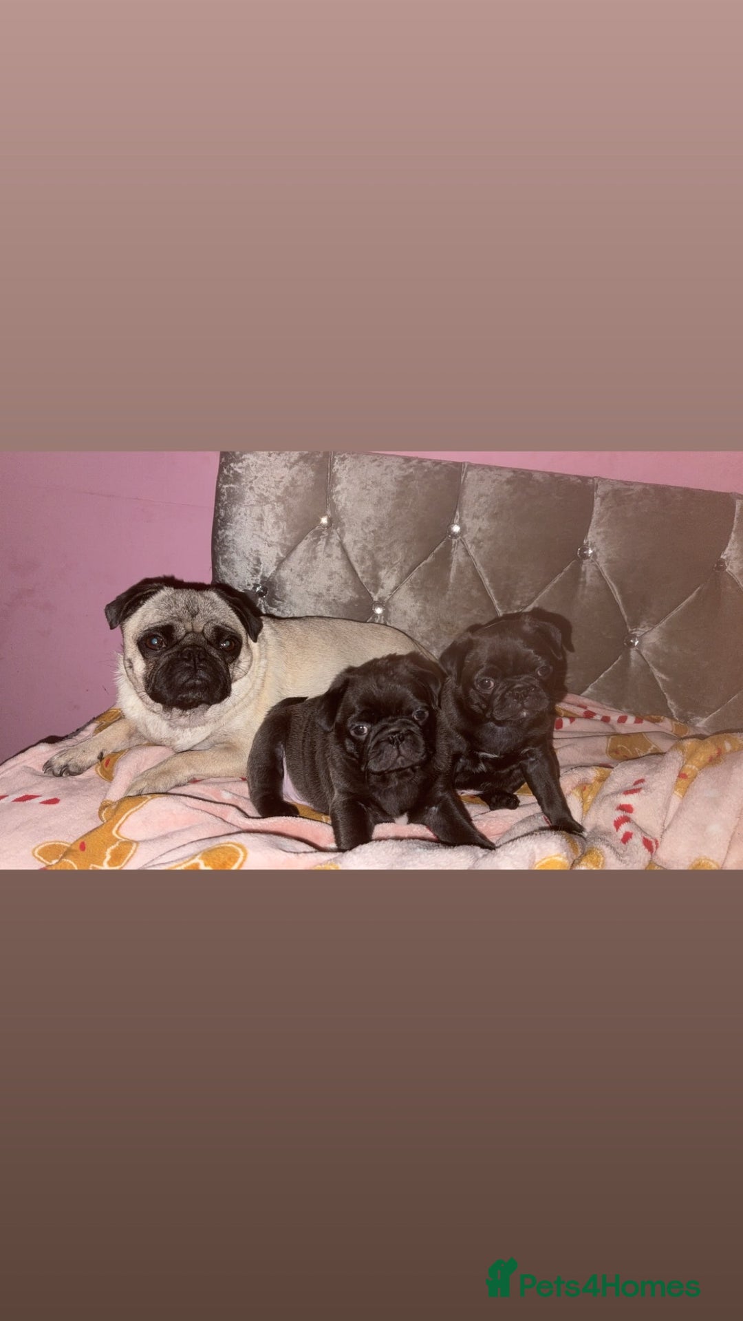 Pug dogs for sale: Two adorable pug  - Image 2