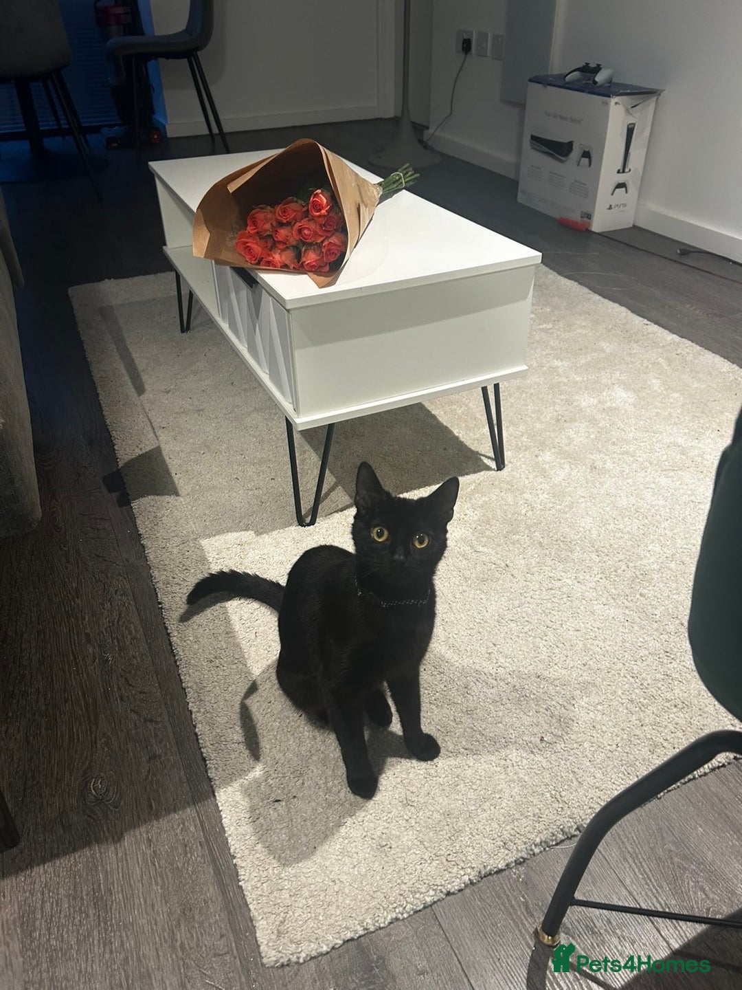 Mixed Breed cats for sale: Two cats can be sold separately or together  - Advert 5