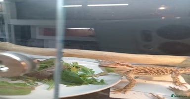 Bearded Dragon reptiles - Advert 2