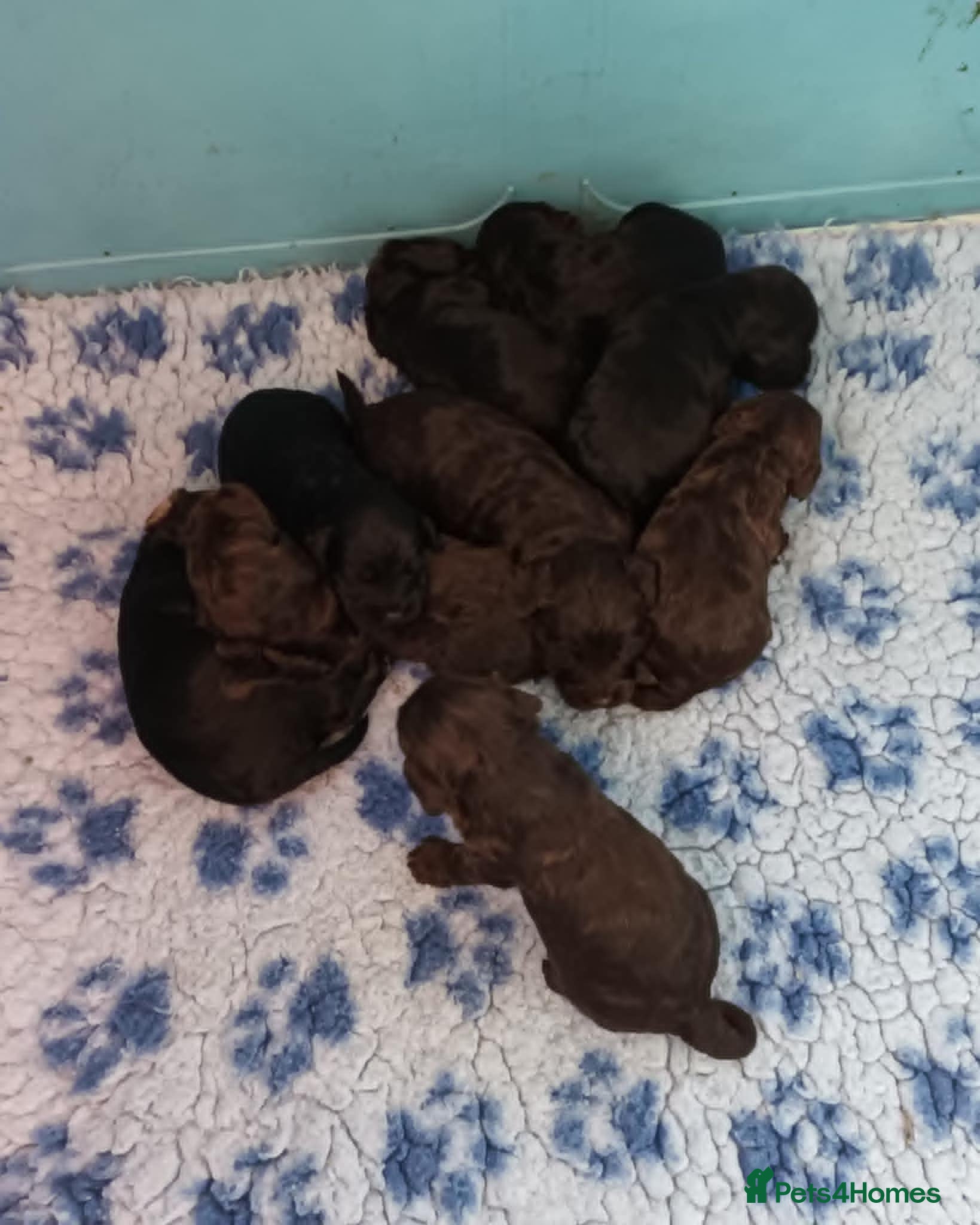 Cockapoo dogs F1. COCKAPOOS FROM LICENCED BREEDER. - Advert 4