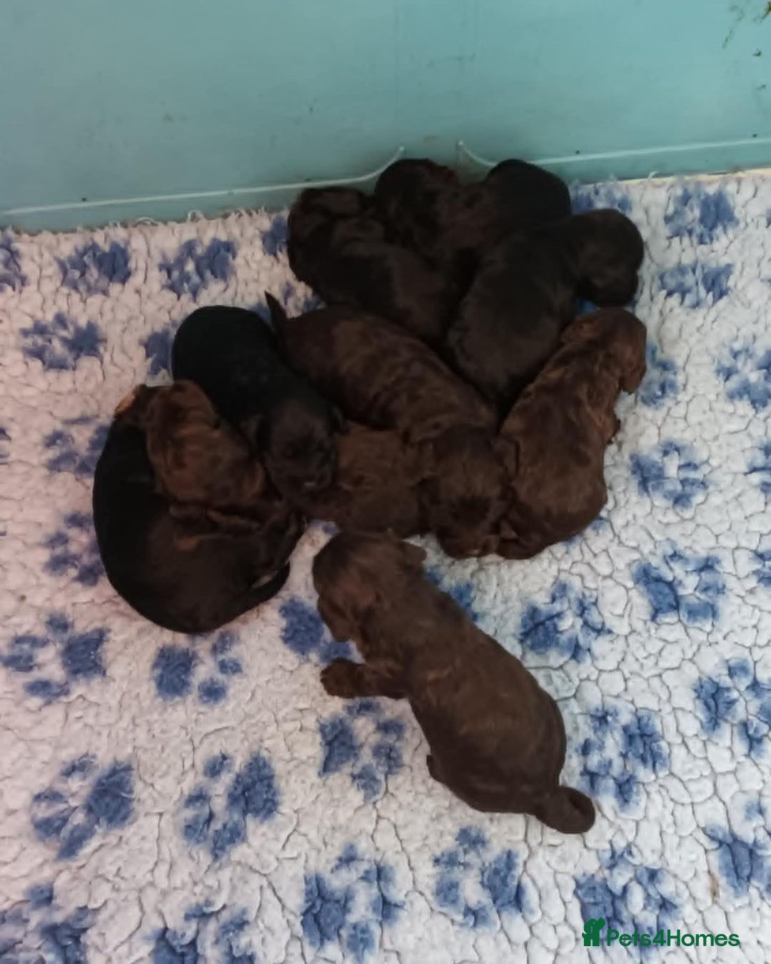 Cockapoo dogs for sale: F1. COCKAPOOS FROM LICENCED BREEDER. - Advert 2