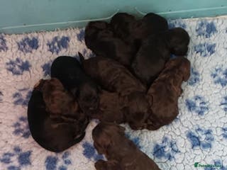 Cockapoo dogs F1. COCKAPOOS FROM LICENCED BREEDER. - Advert 12