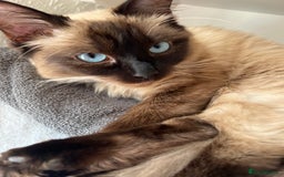 Ragdoll cats for sale: Beautiful rag doll cat - Image 4