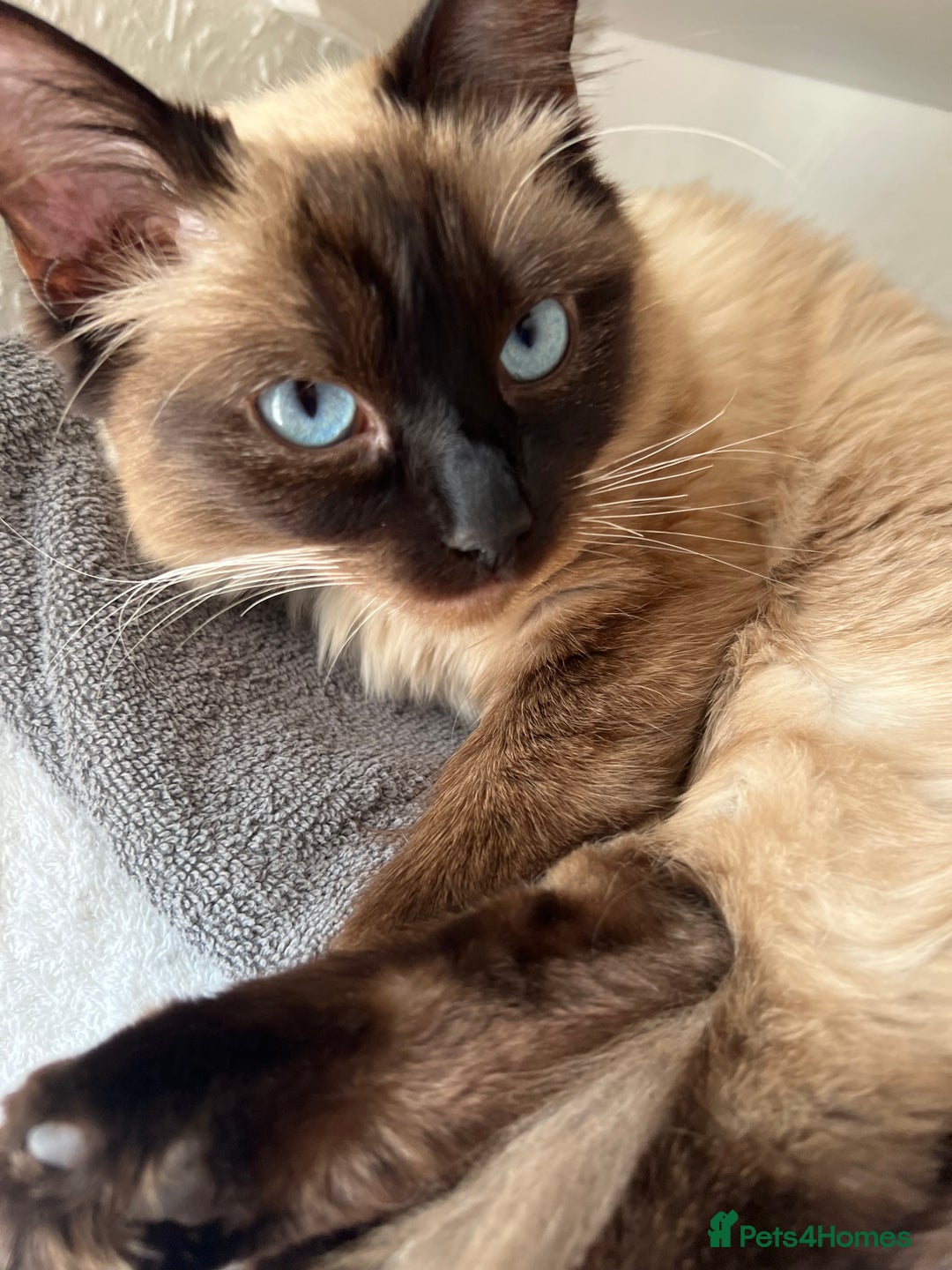 Ragdoll cats for sale: Beautiful rag doll cat - Image 4