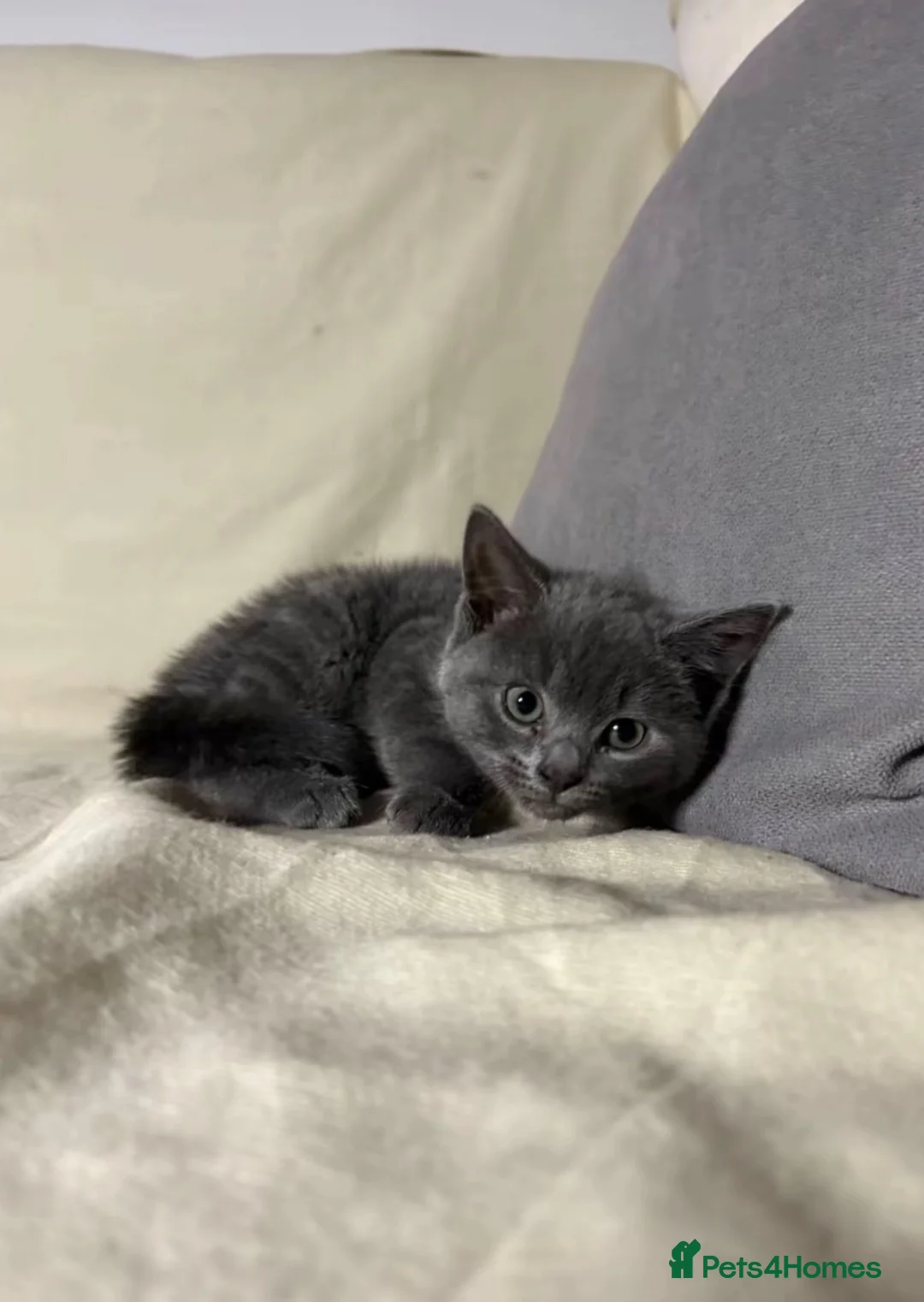 Russian Blue cats for sale: X2 purebred Russian Blue kittens - Ready to leave - Advert 2