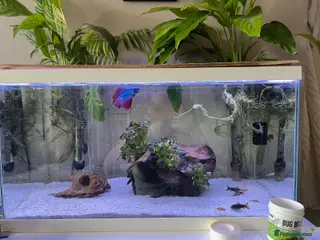Rasboras fish Tropical fish - Advert 1