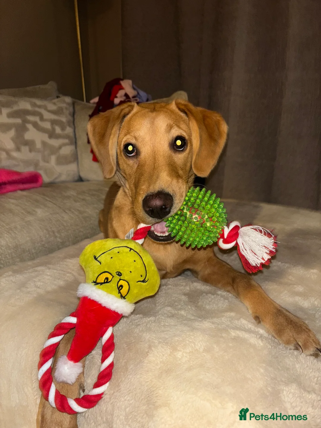 Labrador Retriever dogs for sale: Gorgeous KC registered Male Red Fox Labrador  - Advert 1