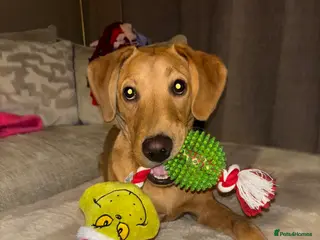 Labrador Retriever dogs Gorgeous KC registered Male Red Fox Labrador - Advert 14