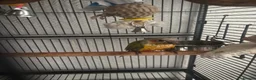 Conures birds for sale: Stunning 18mo male sun conure  in Swansea - Advert 1