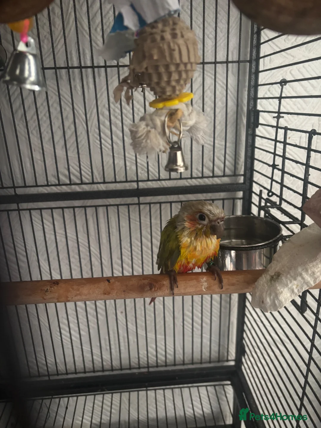 Conures birds for sale: Stunning 18mo male sun conure  in Swansea - Advert 1