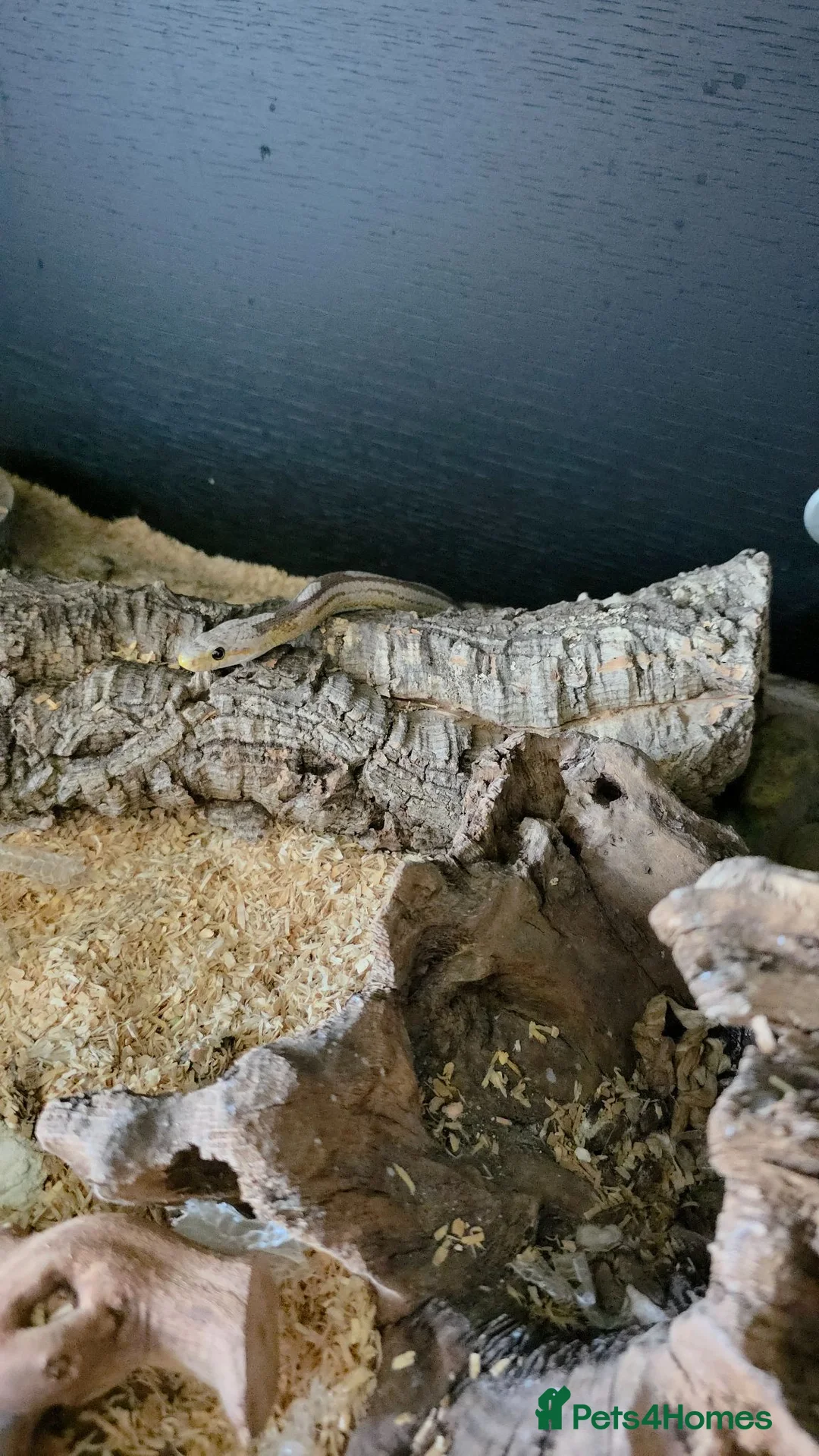 Corn Snake reptiles for sale: 2 cornsnakes looking for new homes - Advert 2