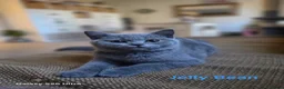 British Shorthair cats for sale: Beautiful GCCF BSH Kittens – Loving Forever Homes - Advert 15